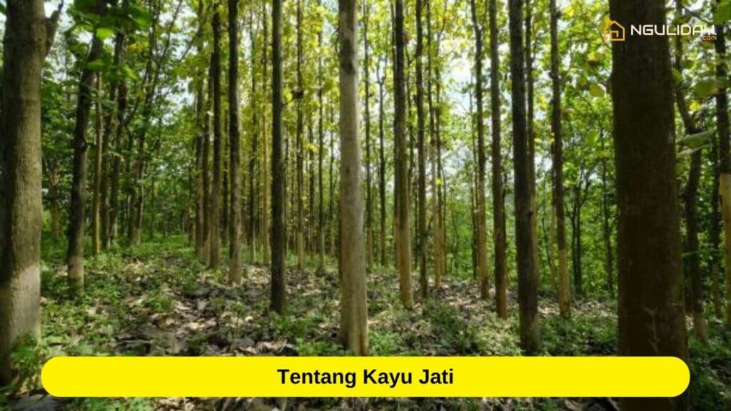 Daftar Harga Kayu Jati Per Kubik Gelondongan Terbaru